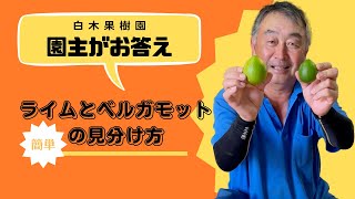 【文旦屋・白木果樹園】ライムとベルガモットの簡単な見分け方を園主がお伝えします