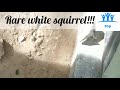 மிக அரிதான வெள்ளை அணில் very rare white squirrel joy