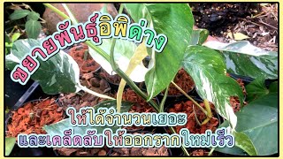 Epipremnum pinnatum propagation, วิธีขยายพันธุ์อิพิด่างขาวและเคล็ดลับออกรากใหม่เร็ว | สวนอุ่นดิน