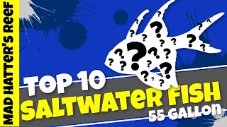 Top 10 Saltwater Fish for a 55 Gallon Reef Tank