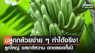 ปลูกกล้วยง่าย ๆ ทำได้จริง! ลูกใหญ่ รสชาติหวาน ดกตลอดทั้งปี | เกษตร NEW GEN