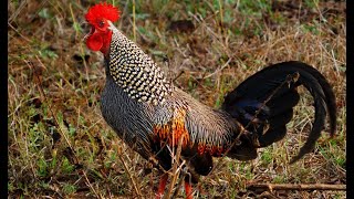 Grey Jungle Fowl  /  Sonnerat's junglefowl ( Gallus sonneratii ) In Mysore Zoo