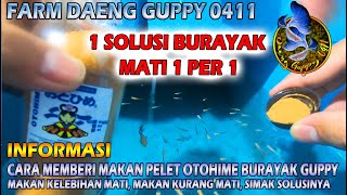 CARA MEMBERI MAKAN PELLET OTOHIME BURAYAK GUPPY 0 HARI S.D 1 BULAN 99% ANTI MATI 1 PER 1 DAN SAKIT