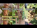 Trik Membuat Kelengkeng dari biji cepat berbuah / Sambung sisip kelengkeng