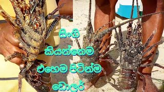 Lobsters in sri lankan sea | Huge and high capacity | සිංගි අලනවනම් මේහෙම අල්ලපන්|එහෙමම ඩොලර්#dollar