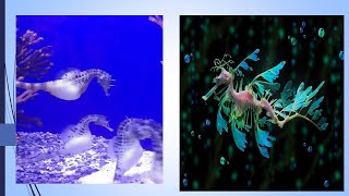 Seahorse vs  Seadragon