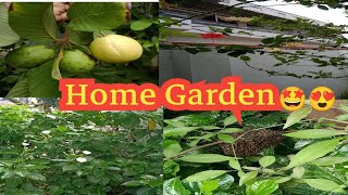 நாங்கள் குடி இருக்கும் வீட்டின் தோட்டம் || home Garden