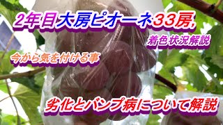 ２年生、大房ねらいピオーネ３３房。着色報告と、劣化と晩腐病についてポイント解説