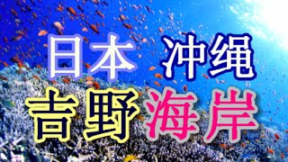 日本之旅：冲绳县 宫古岛（Miyakojima） 吉野海岸 如拥有广泛丰富森林之海洋世界☆☆  被五颜六色的鱼群环绕  丰富海洋生物的壮观珊瑚礁迷宫 冲绳29 Moopon