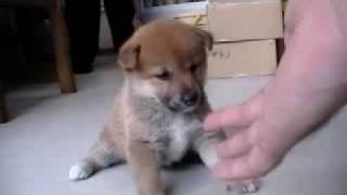 柴犬子犬 赤 2009/6/20生まれ メス 090722513553