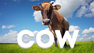 Mucche e vitelli - Muggito di mucca  - Cows and Calves - Cow mooing -  Animal sounds -