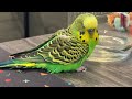 10 years of kiwi the parakeet in memoriam ~🕊💚💛~