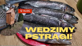 Wędzone pstrągi! Pyszna świeża i smaczna rybka do zrobienia w domowych warunkach. Vlog kulinarny