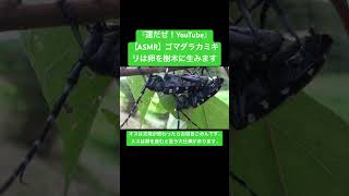 【ASMR】ゴマダラカミキリは卵を樹木に生みます#mating #交尾の音 #Longhorn beetle #虫の音 #asmr #korea #insect sounds #korea #chew