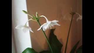 Eucharis