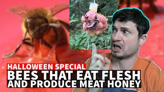 Terrifying Flesh-Eating Bees That Produce Meat Honey