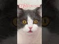 これなに？これなに？？　 cat ねこ 猫 ネコ 猫好きさんと繋がりたい 猫のいる暮らし catlover shorts