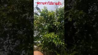 พรานจ่าโบ้ตีผึ้งมิ้ม ep.1