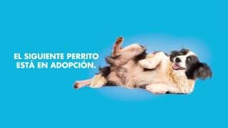 Adopta a Pelusa