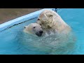 ホッキョクグマ バフィンとモモ 2018 5 26 親子バトル〜水中バトル続く