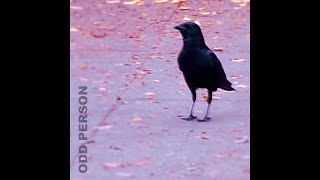 odd person | kingdom of the resplendent crow