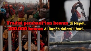 Tradisi pembantaian hewan di nepal.200.000 hewan di bunuh dalam 1 hari.