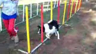 fly agility slalom