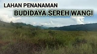 peninjauan calon lahan penanaman sereh wangi #luwu timur #tanaman #sereh #youtubepemula