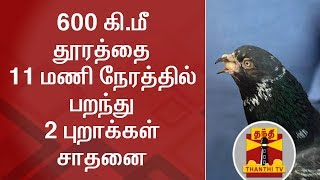 600 கி.மீ  தூரத்தை 11 மணி நேரத்தில் பறந்து 2 புறாக்கள் சாதனை | Thanthi TV