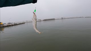 雪降る朝はコマイ釣り