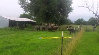 The Alpaca in the pasture