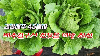 김장배추45일차▶️ 배추결구시 칼슘 영양제 시비와 진딧물 예방이 김장배추 짱짱하고 건강하게 키우는 방법입니다