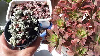 Sedum spathulifolium /Seradan aldıklarım /Sukulent bakımı 🌱