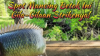 JANGAN LEWATKAN! Spot Mancing Betok Ini Gila-Gilaan Strikenya! - Bhoray Channel