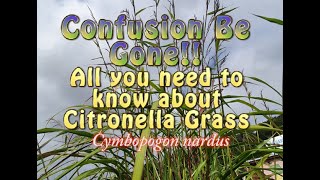 All You Need to Know about Citronella Grass (Cymbopogon nardu Confusion Be Gone!