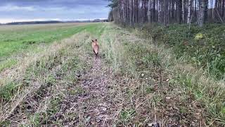 Kesy Kettu. Fearless Fox in Finland🇫🇮