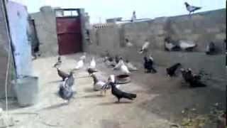 Ø¨ÙØª بس Ø§ÙØµÙر Ø§ÙØ·ÙÙØ±