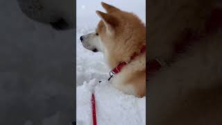 雪に埋もれる秋田犬☺️ #秋田犬 #癒し #大型犬のいる生活 #可愛い #shorts