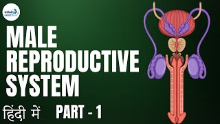 Reproduction - Lesson 23 | Male Reproductive System - in Hindi (हिंदी में ) | Don't Memorise