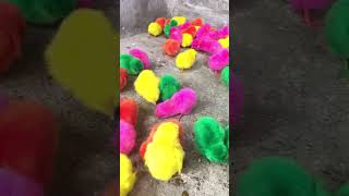 Tangkap Ayam Lucu, Ayam Warna Warni, Ayam Rainbow Gokil, Kelinci, Kucing Lucu, Bebek, Hewan Lucu #02