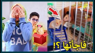 فاجأت أختي بهامستر ( بنت ) | سوينا مثل أنس و أصالة | تعالوا شوفوا شو سوينا