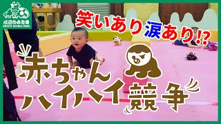 【人生初レース⁉】赤ちゃんハイハイ競争！【成田ゆめ牧場】