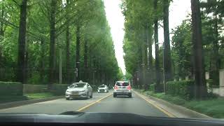 JKP cTV 학여울역 양재천 메타세쿼이어 길 Hangnyeoul Station Yangjaecheon Metasequoia trees