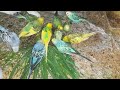 Love Birds Eating Green Leaf 🍀 | Healthy & Happy Parrots