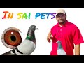 homer pigeons quality | #pets #birds #pigeons #racing homer #youtubevideo #video #shortsfeed #viral