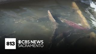 California salmon populations continue to decline. What's being done to save them?