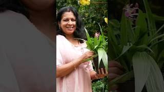 50 രൂപയ്ക്ക് ഈ ഗ്രൗണ്ട് ഓർക്കിഡ് കിട്ടുമോ ? #groundorchid #plants