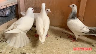 PIGEON COCK CALLING  HEN | COOING PIGEON #racingpigeons #kalapatids #kabootar