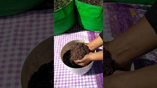 😮इसमें उगेगा आपके सभी बीज || how to make seed starting soil || seed germination #shorts