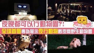 [偽中產遊記·新加坡篇] #17 夜間野生動物園Night Safari｜夜晚都可以行動物園？！全球首個專為展示夜行動物嘅夜間野生動物園